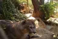 विलुप्त होने के खतरे में पशु: चिली कौगर