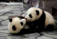 वाशिंगटन में दो विशाल पांडा पिल्ले पैदा हुए थे