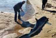 संयुक्त राज्य अमेरिका के तट पर फंसे मरने से एक विशाल नीली शार्क बचाई गई है