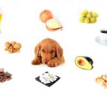 वैज्ञानिक अध्ययन के अनुसार कुत्तों के लिए 10 खाद्य पदार्थ प्रतिबंधित हैं