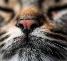 बिल्लियों को आकर्षित करने वाले 10 गंध
