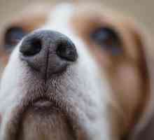 10 गंध जो कुत्ते खड़े नहीं हो सकते हैं