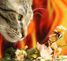 10 गंध जो बिल्लियों से नफरत करते हैं