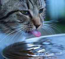 हमारी बिल्ली के लिए 10 पानी अधिक पानी पीने के लिए