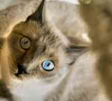 10 Videos de gatos sorprendentes