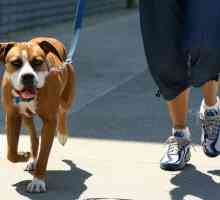 12 कुत्ते होने के फायदे जो चलते समय पट्टा नहीं खींचते हैं