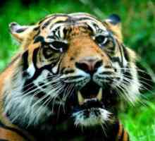 2 9 जुलाई बाघ का अंतरराष्ट्रीय दिन है