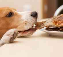 कुत्ते को प्रशिक्षित करने के लिए 4 टिप्स भोजन चोरी न करें