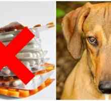 4 मानव दवाओं कुत्तों के लिए निषिद्ध है