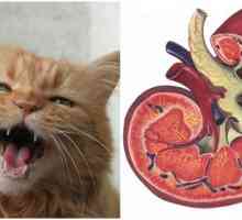 4 बिल्लियों में गुर्दे की बीमारी के लक्षण