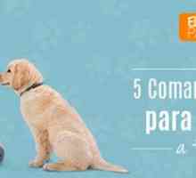 अपने कुत्ते को प्रशिक्षित करने के लिए 5 बुनियादी आदेश