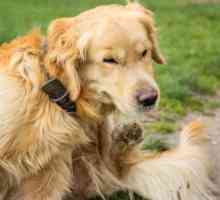 5 रोग जो कुत्तों को fleas संचारित करते हैं