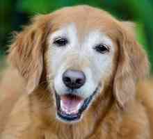 कुत्ते की बुढ़ापे की 5 विशिष्ट बीमारियां