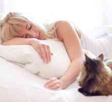5 कारण आपकी बिल्ली आपके साथ क्यों सोती है