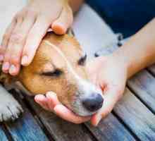 कुत्तों में दर्द के 5 लक्षण