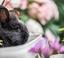 खरगोशों में तनाव के 5 लक्षण