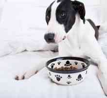 5 Tips para alimentar a un perro