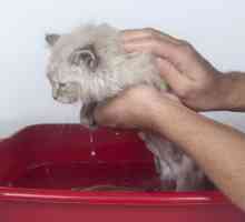 एक बिल्ली स्नान करने के लिए 5 युक्तियाँ