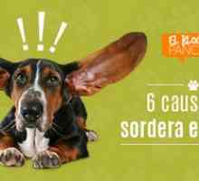कुत्तों में बहरेपन के 6 कारण