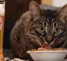 7 खाद्य पदार्थ जो आप बिल्लियों को नहीं दे सकते हैं