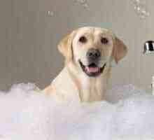 अपने कुत्ते को स्नान करने के लिए 7 कदम