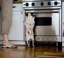8 युक्तियाँ कि आपका घर कुत्तों के रहने में सही है