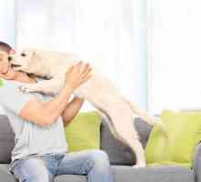 8 चीजें जो कुत्ते ध्यान आकर्षित करने के लिए करते हैं