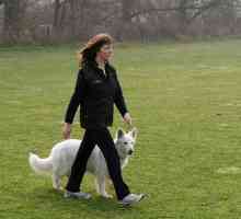 आपके कुत्ते को बिना किसी पट्टा के चलने के लिए प्रशिक्षित करने के लिए 8 चरण