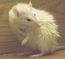 मेरा चूहा बालों से निकलता है - कारण और उपचार