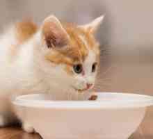 बिल्लियों को किस उम्र में अकेले खाते हैं?