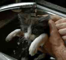 क्या आपकी बिल्ली स्नान करने की तरह नहीं है?