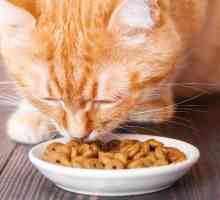 हेपेटाइटिस के साथ बिल्लियों के लिए भोजन