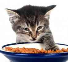 बिल्लियों के लिए निषिद्ध खाद्य पदार्थ