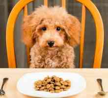 खाद्य पदार्थ जो आपके कुत्ते के स्वास्थ्य को जोखिम में डाल सकते हैं