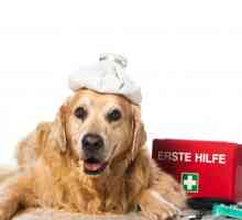 कुत्तों में एमोक्सिसिलिन - उपयोग और साइड इफेक्ट्स