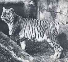 विलुप्त जानवर: बाली बाघ