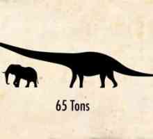 जिन जानवरों पर आप विश्वास नहीं करेंगे वे मौजूद थे: ड्रेडनॉटस, सबसे बड़ा डायनासोर