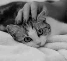 बिल्लियों के लिए प्राकृतिक विरोधी inflammatories