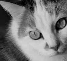 बिल्लियों में ऑस्टियोआर्थराइटिस - लक्षण और उपचार