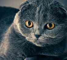 Asma en gatos - síntomas y tratamiento
