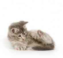 बिल्लियों में Ataxia - लक्षण और उपचार