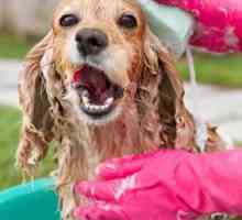 घर पर अपने कुत्ते को स्नान करें