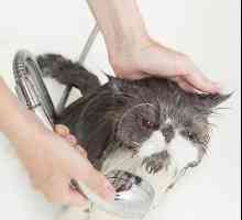 कदम से एक लंबे बालों वाली बिल्ली कदम स्नान करें