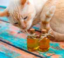 बिल्लियों के लिए जैतून का तेल के लाभ