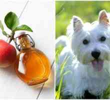Beneficios del vinagre de manzana para los perros