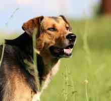 कुत्तों में बोर्डेटेला - लक्षण और उपचार