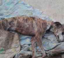 सेविले में कुत्ते शरण पर क्रूर हमला