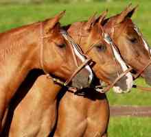Caballos criollos: क्षेत्र के काम और अवकाश के लिए घोड़े