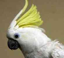 Cockatoos: पालतू जानवरों के रूप में बुद्धिमान और बहुत स्नेही पक्षियों