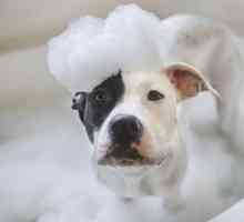मुझे अपने कुत्ते को कितनी बार स्नान करना पड़ता है?